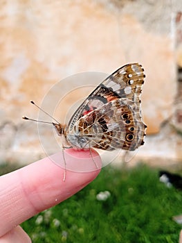 Beautiful Vanessa carduiÂ - Painted Lady Butterfly sitting on a finger